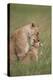 Lion (Panthera Leo) Female Grooming a Cub, Ngorongoro Crater, Tanzania, East Africa, Africa-James Hager-Premier Image Canvas