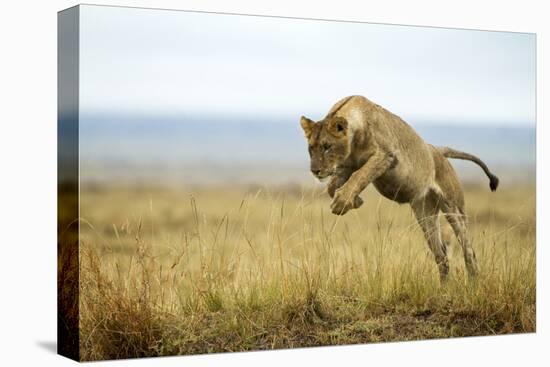 Lion (Panthera Leo) Female Jumping - Hunting, Masai Mara Game Reserve, Kenya-Denis-Huot-Premier Image Canvas