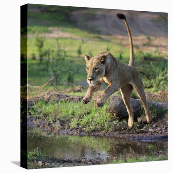 Lion (Panthera leo), female jumping over a stream. Mana Pools National Park, Zimbabwe-Tony Heald-Premier Image Canvas