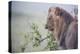 Lion (Panthera Leo) in Heavy Rain, Okavango Delta, Botswana-Wim van den Heever-Premier Image Canvas