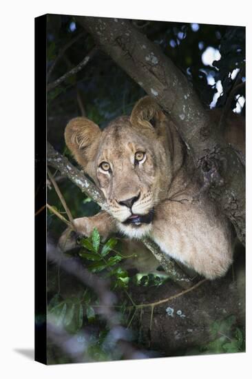 Lion (Panthera Leo) in Tree, Phinda Private Game Reserve, South Africa, Africa-Ann and Steve Toon-Premier Image Canvas