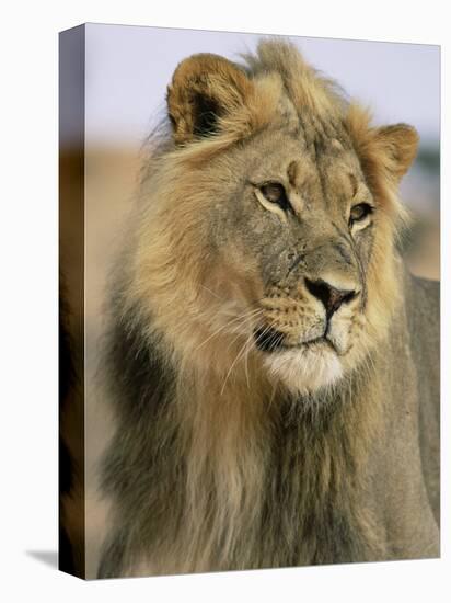 Lion, Panthera Leo, Kalahari Gemsbok National Park, South Africa, Africa-Ann & Steve Toon-Premier Image Canvas