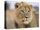 Lion, Panthera Leo, Kalahari Gemsbok National Park, South Africa, Africa-Ann & Steve Toon-Premier Image Canvas
