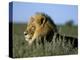 Lion (Panthera Leo), Kalahari Gemsbok Park, South Africa, Africa-Steve & Ann Toon-Premier Image Canvas