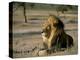 Lion (Panthera Leo), Kalahari Gemsbok Park, South Africa, Africa-Steve & Ann Toon-Premier Image Canvas