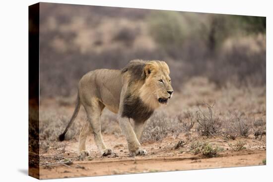 Lion (Panthera Leo), Kgalagadi Transfrontier Park, Northern Cape, South Africa, Africa-Ann & Steve Toon-Premier Image Canvas