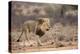 Lion (Panthera Leo), Kgalagadi Transfrontier Park, Northern Cape, South Africa, Africa-Ann & Steve Toon-Premier Image Canvas