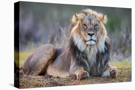 Lion (Panthera leo), Kgalagadi transfrontier park, Northern Cape-Ann & Steve Toon-Premier Image Canvas