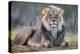 Lion (Panthera leo), Kgalagadi transfrontier park, Northern Cape-Ann & Steve Toon-Premier Image Canvas