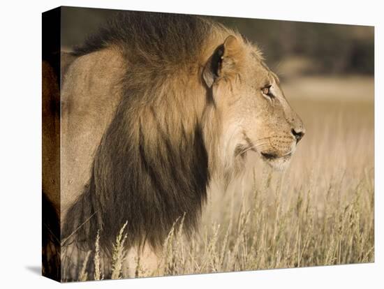 Lion (Panthera Leo), Kgalagadi Transfrontier Park, South Africa, Africa-Ann & Steve Toon-Premier Image Canvas