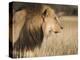 Lion (Panthera Leo), Kgalagadi Transfrontier Park, South Africa, Africa-Ann & Steve Toon-Premier Image Canvas