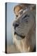 Lion (Panthera leo), Kgalagadi Transfrontier Park, South Africa, Africa-James Hager-Premier Image Canvas