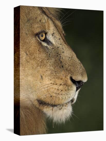 Lion (Panthera Leo), Kruger National Park, South Africa, Africa-Ann & Steve Toon-Premier Image Canvas