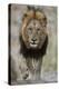 Lion (Panthera leo), Kruger National Park, South Africa, Africa-James Hager-Premier Image Canvas