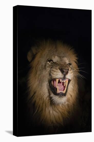 Lion (Panthera leo) male at night, Zimanga private game reserve, KwaZulu-Natal-Ann and Steve Toon-Premier Image Canvas