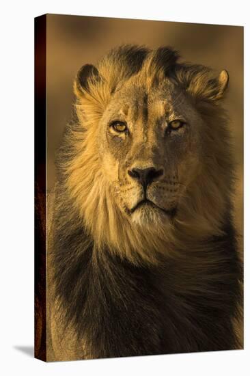 Lion (Panthera leo) male, Kgalagadi Transfrontier Park-Ann and Steve Toon-Premier Image Canvas