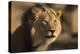 Lion (Panthera leo) male, Kgalagadi Transfrontier Park-Ann and Steve Toon-Premier Image Canvas