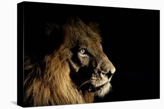 Lion (Panthera Leo) Male with Scars Photographed with Side-Lit Spot Light at Night-Wim van den Heever-Premier Image Canvas