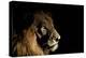 Lion (Panthera Leo) Male with Scars Photographed with Side-Lit Spot Light at Night-Wim van den Heever-Premier Image Canvas