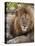 Lion (Panthera Leo), Masai Mara, Kenya, East Africa, Africa-Sergio Pitamitz-Premier Image Canvas