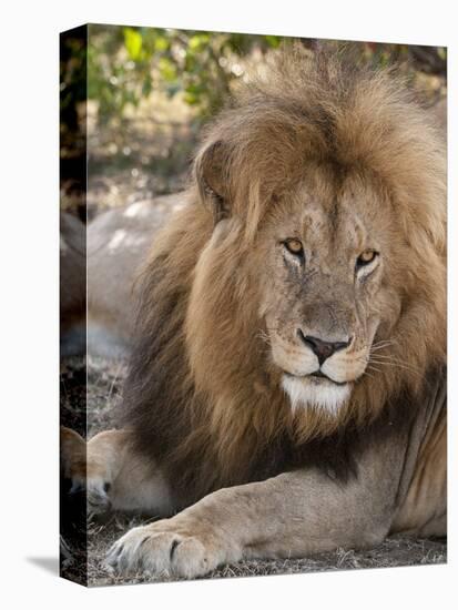 Lion (Panthera Leo), Masai Mara, Kenya, East Africa, Africa-Sergio Pitamitz-Premier Image Canvas