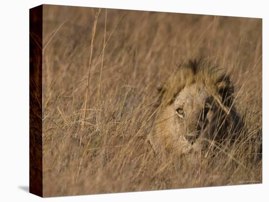 Lion, Panthera Leo, Moremi Wildlife Reserve, Botswana, Africa-Thorsten Milse-Premier Image Canvas