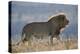 Lion (Panthera leo), Mountain Zebra National Park, South Africa, Africa-James Hager-Premier Image Canvas