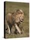 Lion (Panthera Leo), Ngorongoro Conservation Area, Serengeti, Tanzania, East Africa, Africa-James Hager-Premier Image Canvas