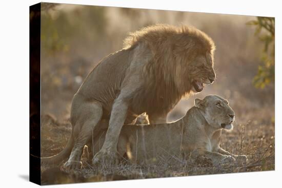 Lion (Panthera leo) pair mating, Kruger National Park, South Africa, Africa-James Hager-Premier Image Canvas