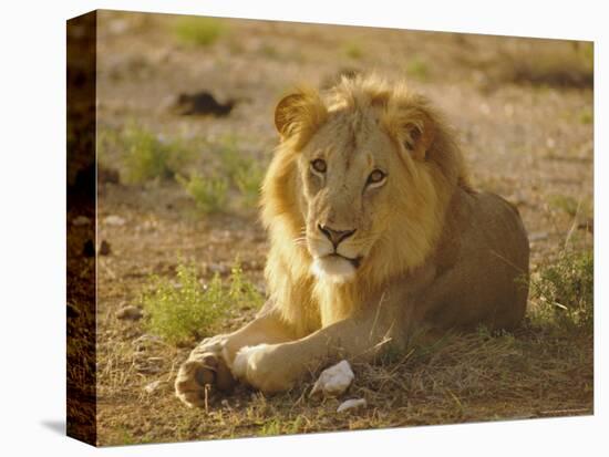 Lion (Panthera Leo), Sambura, Kenya, Africa-Robert Harding-Premier Image Canvas