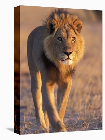 Lion, (Panthera Leo), Savuti, Chobe National Park, Botswana-Thorsten Milse-Premier Image Canvas