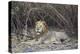 Lion (Panthera leo), Selous Game Reserve, Tanzania, East Africa, Africa-James Hager-Premier Image Canvas