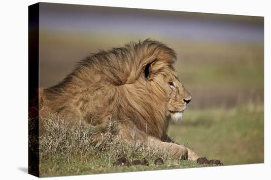 Lion (Panthera Leo), Serengeti National Park, Tanzania, East Africa, Africa-James Hager-Premier Image Canvas