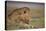 Lion (Panthera Leo), Serengeti National Park, Tanzania, East Africa, Africa-James Hager-Premier Image Canvas