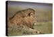 Lion (Panthera Leo), Serengeti National Park, Tanzania, East Africa, Africa-James Hager-Premier Image Canvas