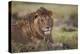 Lion (Panthera Leo), Serengeti National Park, Tanzania, East Africa, Africa-James Hager-Premier Image Canvas