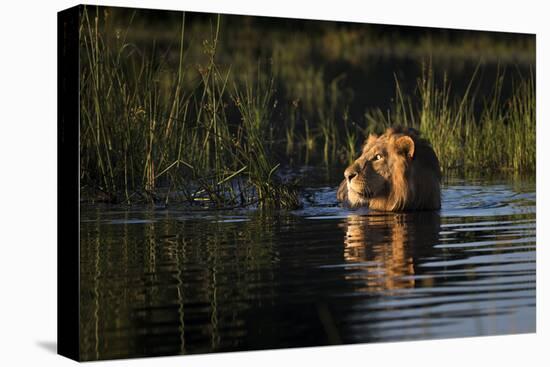 Lion (Panthera Leo) Swimming, Okavango Delta, Botswana-Wim van den Heever-Premier Image Canvas