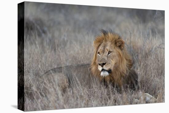 Lion (Panthera leo), Zimanga private game reserve, KwaZulu-Natal-Ann and Steve Toon-Premier Image Canvas