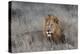 Lion (Panthera leo), Zimanga private game reserve, KwaZulu-Natal-Ann and Steve Toon-Premier Image Canvas