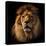 Lion Portrait on Black Background. Big Adult Lion with Rich Mane.-Michal Bednarek-Premier Image Canvas