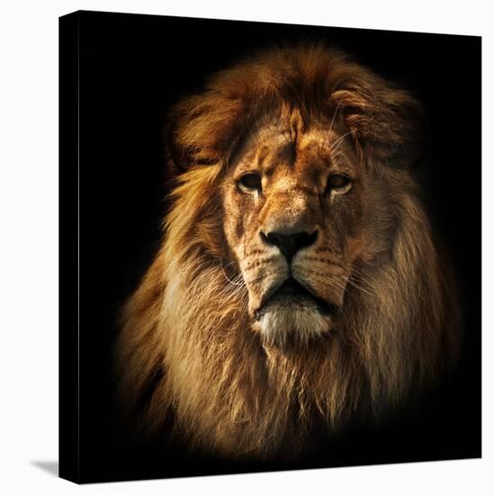 Lion Portrait on Black Background. Big Adult Lion with Rich Mane.-Michal Bednarek-Premier Image Canvas