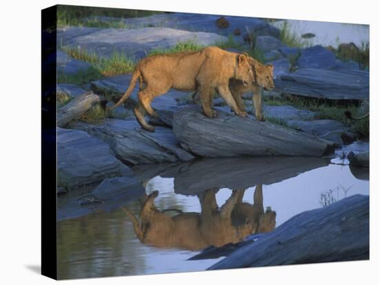 Lion Pride along Rocky Bank, Telek River, Masai Mara Game Reserve, Kenya-Paul Souders-Premier Image Canvas