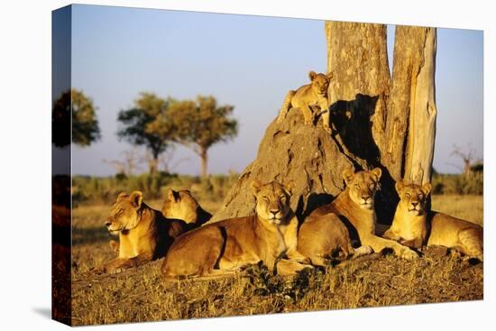 Lion Pride Resting at Acacia Tree-null-Premier Image Canvas