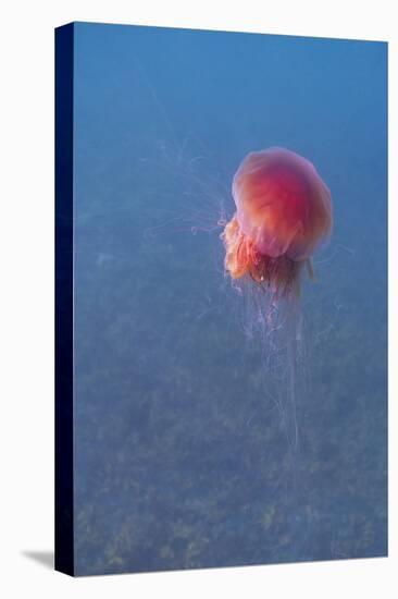 Lion's mane jellyfish (Cyanea capillata), Prince William Sound, Alaska, United States of America, N-Ashley Morgan-Premier Image Canvas