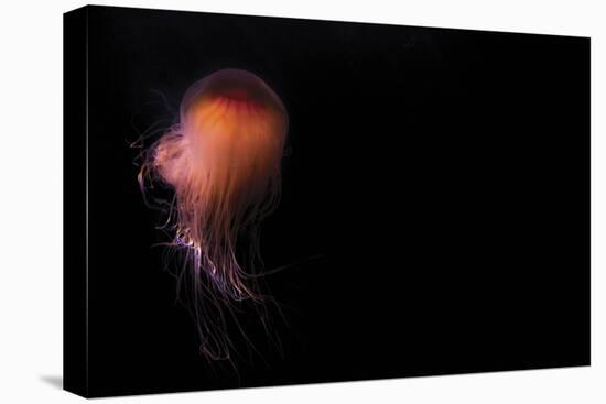 Lion's mane jellyfish ((Cyanea capillata), Prince William Sound, Alaska, United States of America, -Ashley Morgan-Premier Image Canvas