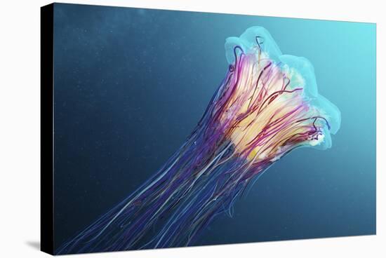Lion's Mane Jellyfish, Japan-Alexander Semenov-Premier Image Canvas