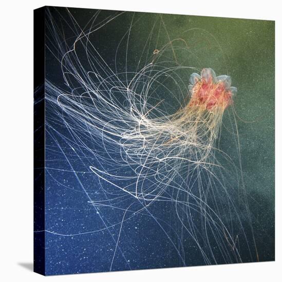 Lion's Mane Jellyfish-Alexander Semenov-Premier Image Canvas