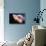 Lion's Mane Jellyfish-Alexander Semenov-Premier Image Canvas displayed on a wall