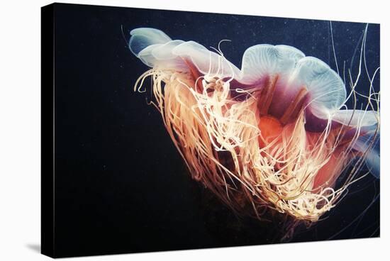 Lion's Mane Jellyfish-Alexander Semenov-Premier Image Canvas