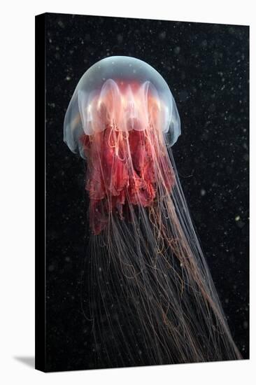 Lion's Mane Jellyfish-Alexander Semenov-Premier Image Canvas